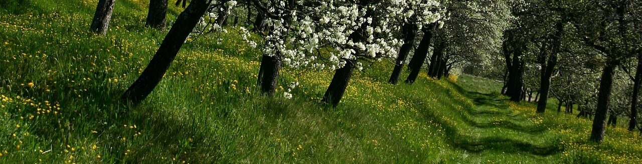 Streuobstwiese Weg
