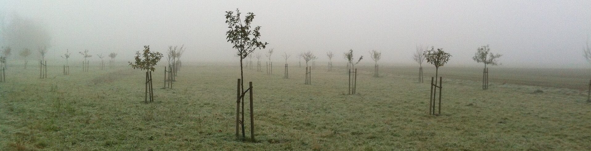 Streuobstwiese jung Winter