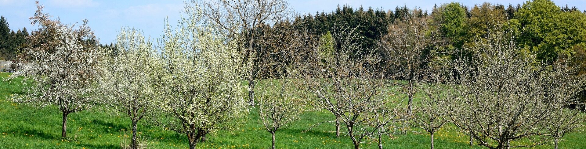 Streuobstwiese Fruehling
